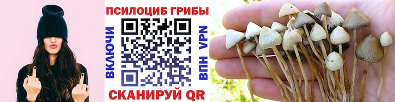 Галлюциногенные грибы Psilocybe  Дубовка 